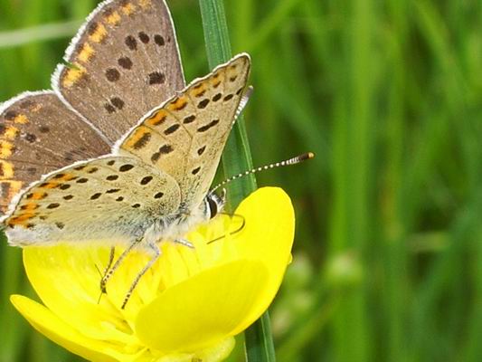 Lycaena tityrus ?